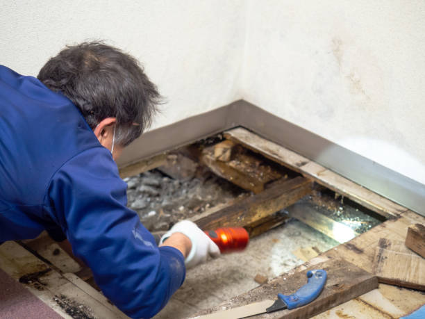 Best Health and Safety Mold Remediation in Francisville, KY