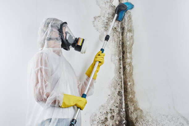 Best DIY Mold Remediation Support Services in Francisville, KY