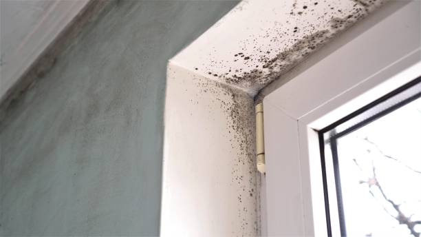 Best Post-Flood Mold Remediation in Francisville, KY