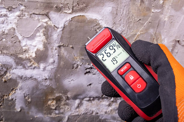 Best Black Mold Remediation in Francisville, KY