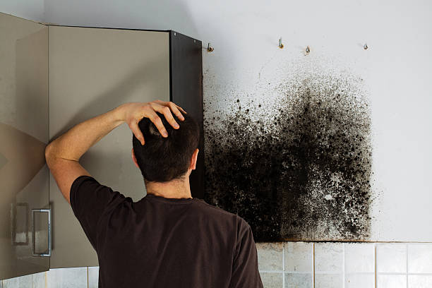 Best Basement Mold Remediation in Francisville, KY