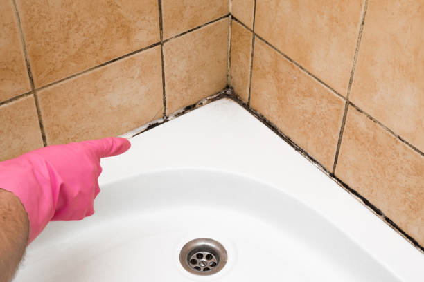 Trusted Francisville, KY Mold Remediation Experts